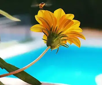 Spring has arrived in the Valley of the Sun