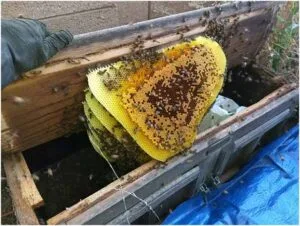 Honeycomb Removal from Backyard in Mesa AZ