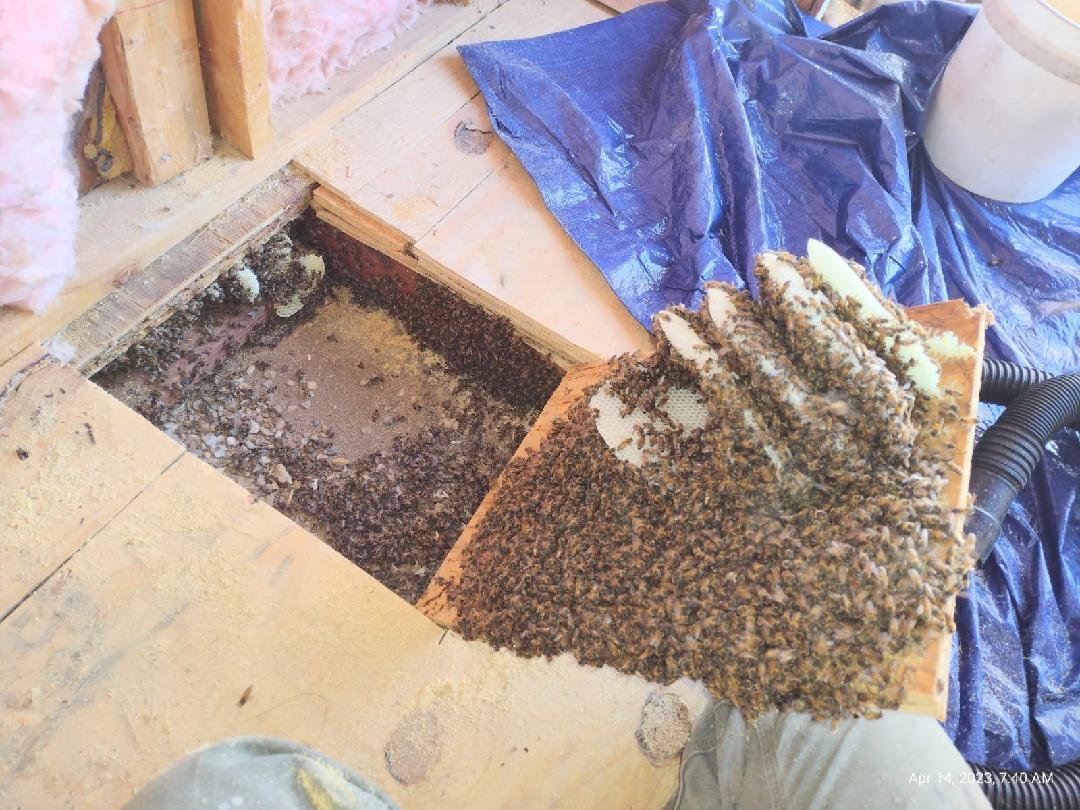 James Live Bee Removal Live Bee Removal Service Photo