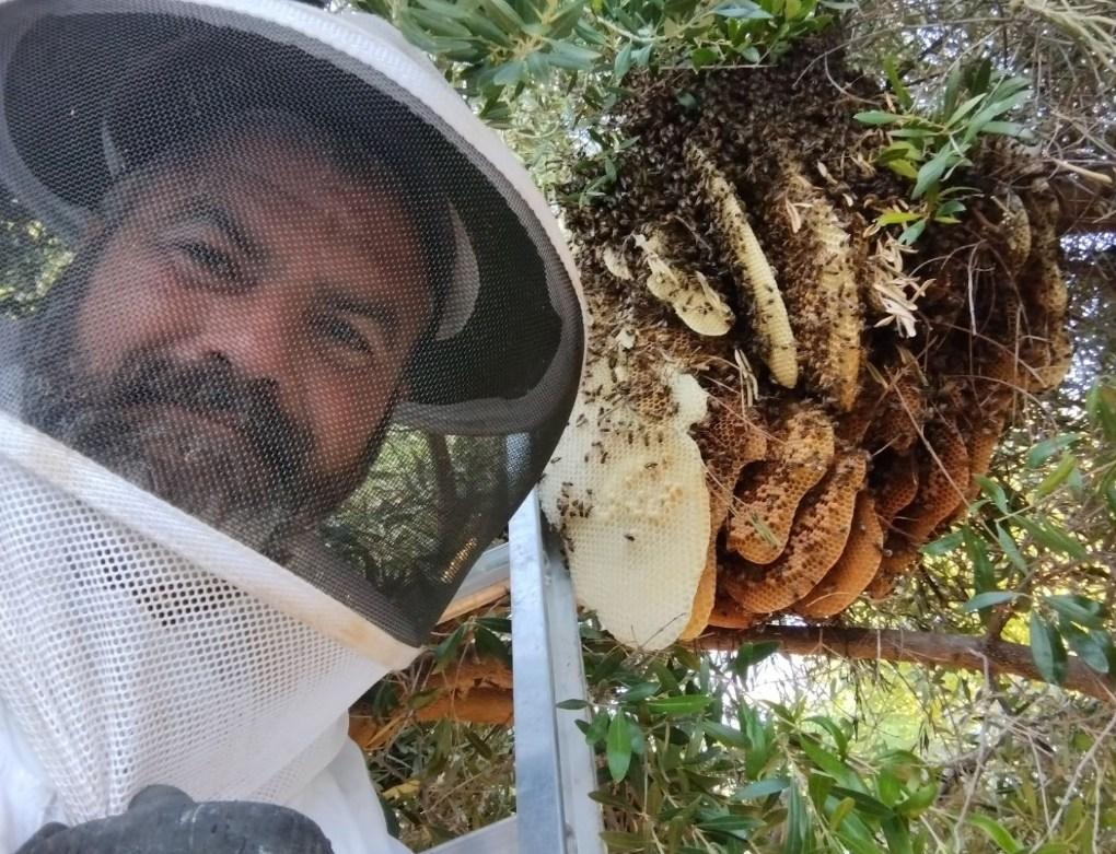 Bee Removal Service from a tree