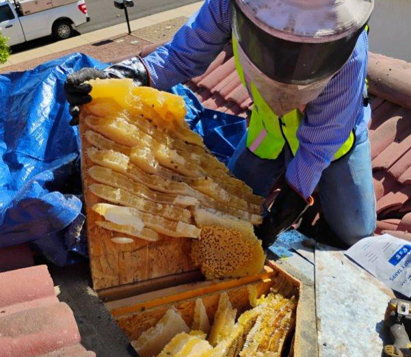 James comb removal roof cropped honeycomb removal service from roof
